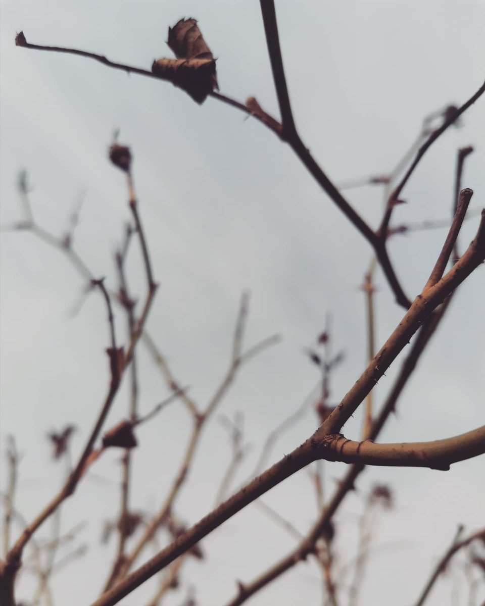 katriniwow's tweet image. The last traces of the season🍂

#Nature #Details #Minimalism #Aesthetic