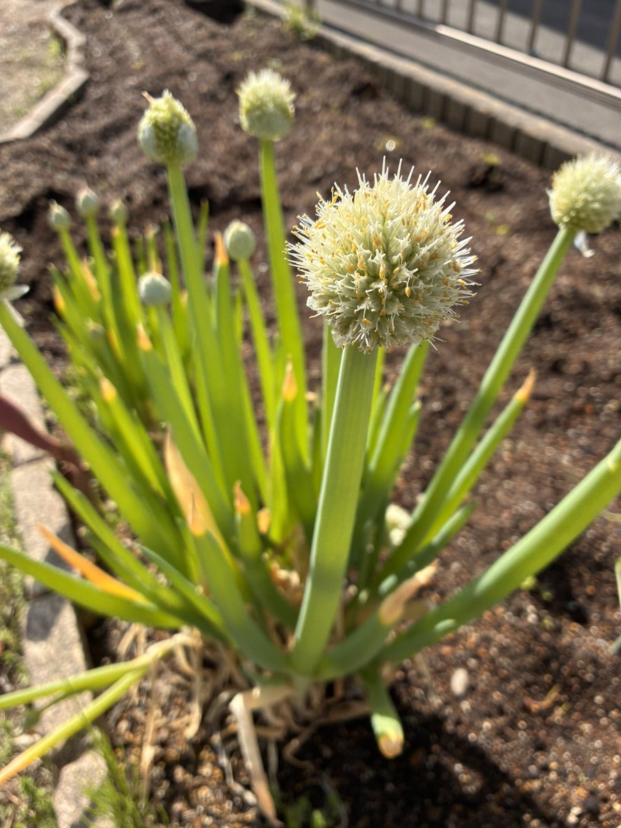 たぁはい tweet media