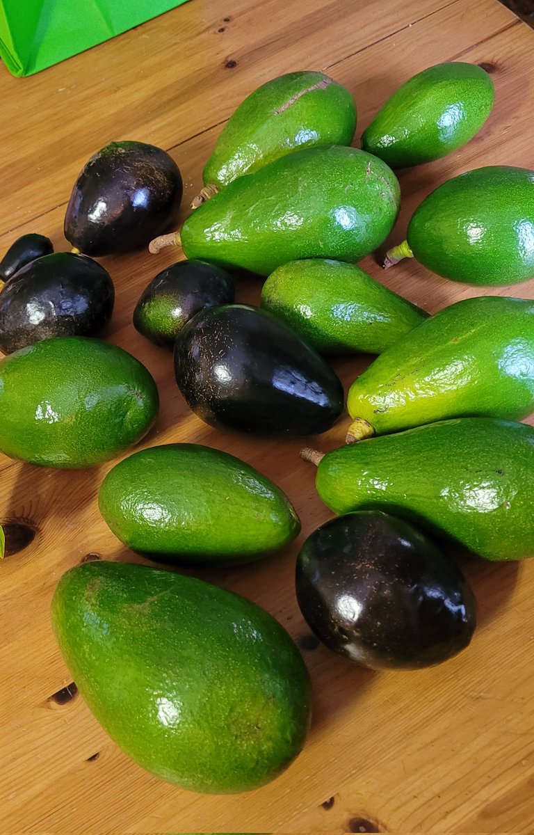 Frame one - Fuerte
Frame two - Hass
Frame three - Pinkerton 
Frame four - Brogden 

Brogden is arguably the best for consumption at home. It's the tastiest avocado you'll ever have. It has a very delicate skin which makes it tear easily post-harvest. Thin skin = short shelf-life