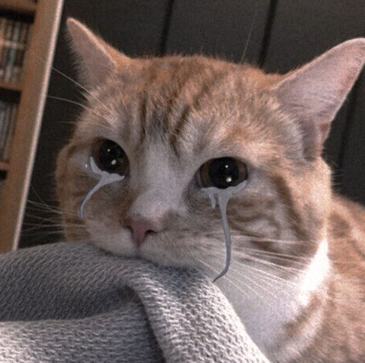 Rizka 🐋 tweet media