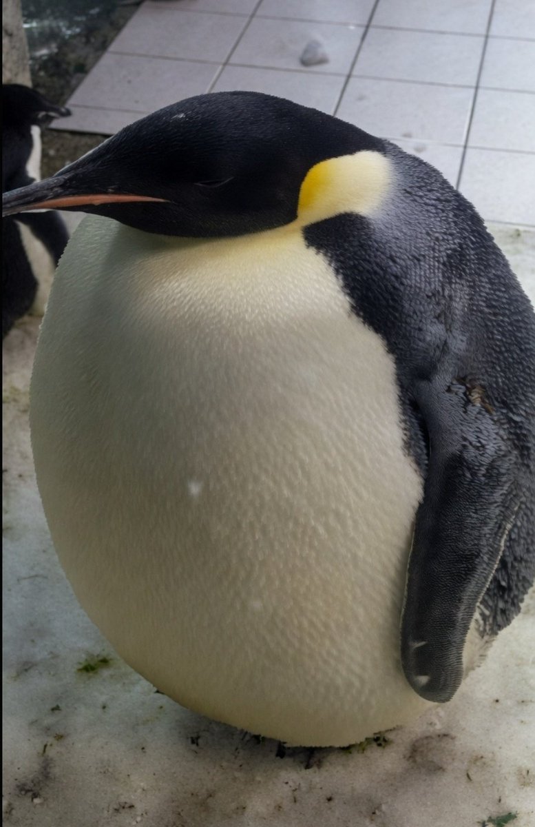 Moon Dragon tweet media