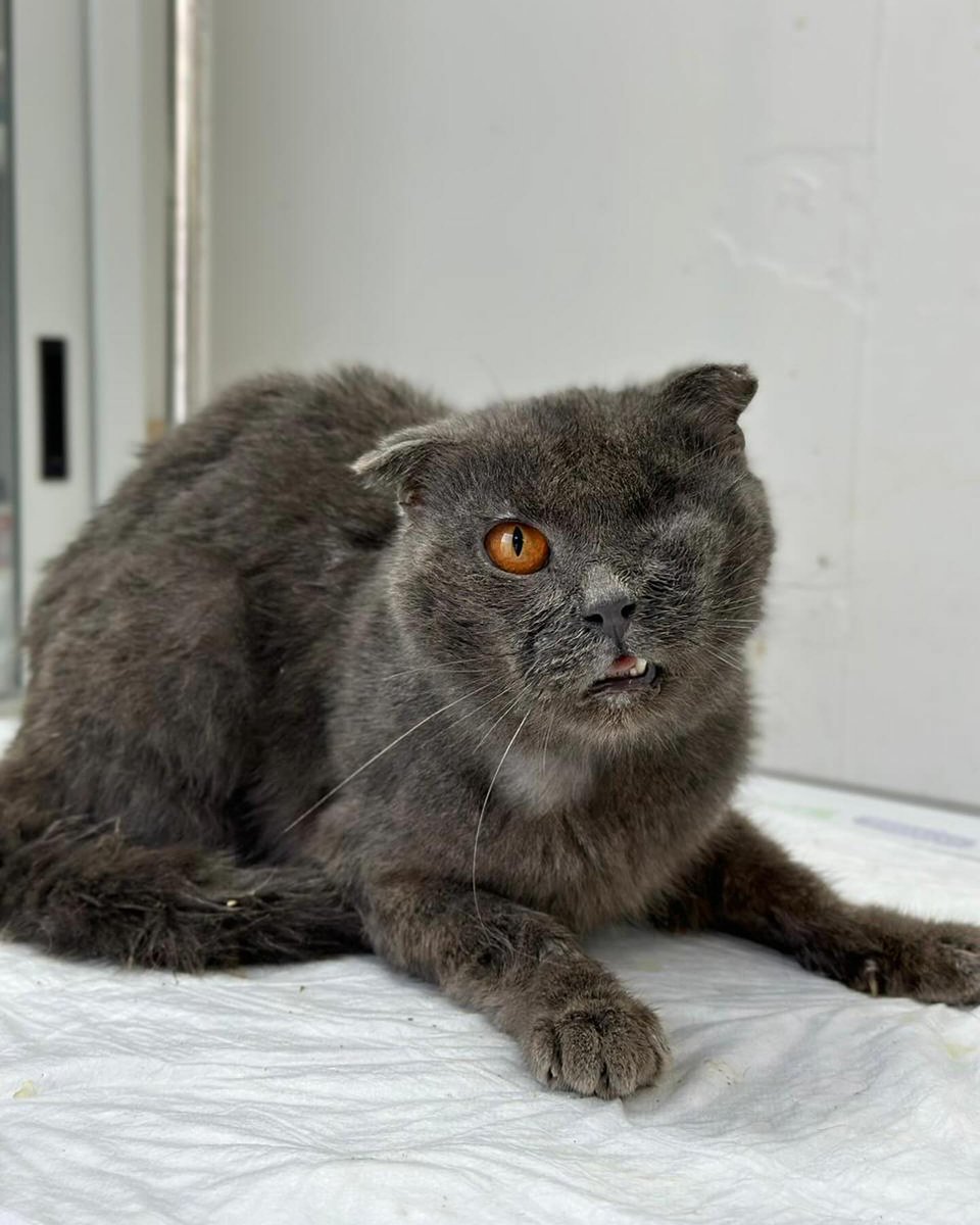 Doctors advised to run more tests and the results showed that Ivan has feline coronavirus. Ivan needs to stay isolated, and his treatment has been adjusted accordingly.

PLEASE consider donating towards Ivan’s hospitalization. No donation is too small, PAYPAL INBIO PLEASE.