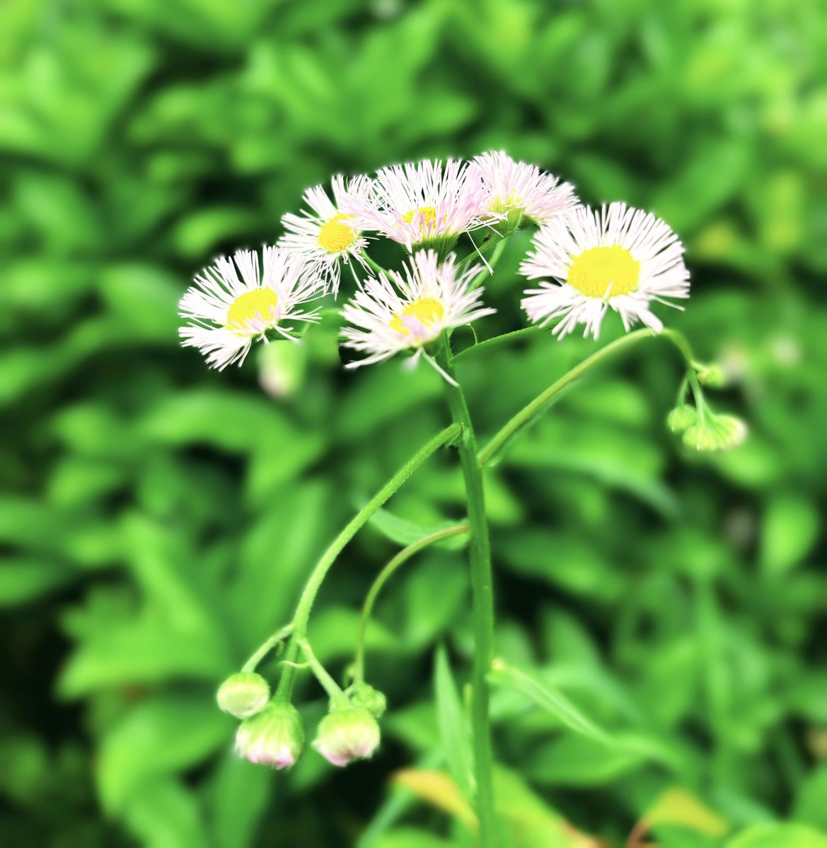 あなたの言葉に頷き信じた私を ひとり置き去りに時は過ぎる #TLを花でいっぱいにしよう