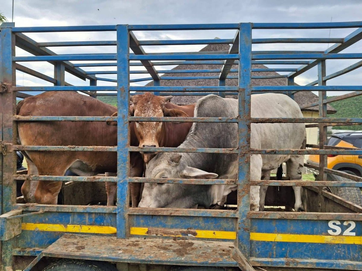 Constitution First 🇿🇦 tweet media