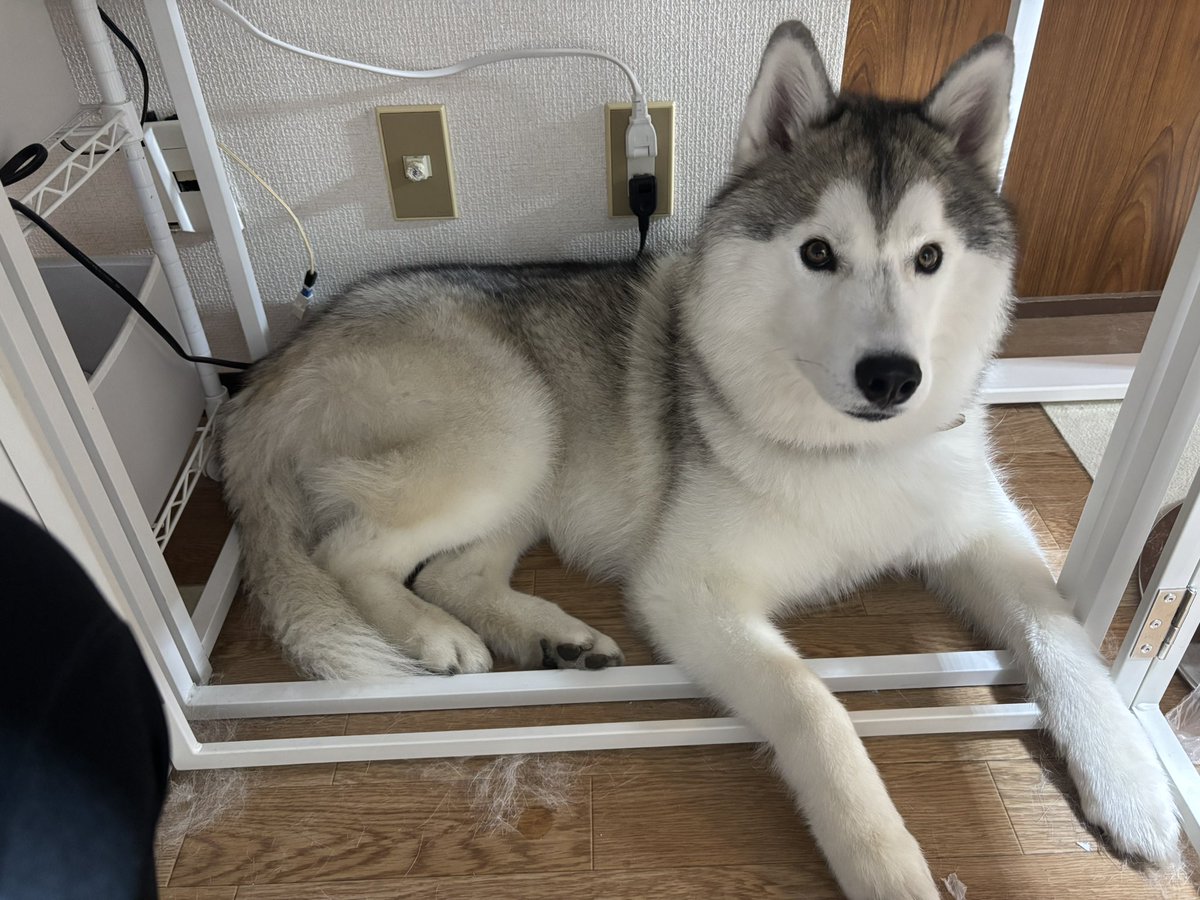 ガブちゃん tweet media