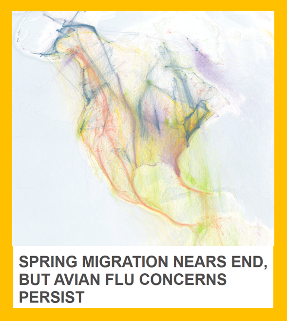 bennel62's tweet image. With #migration season coming to a close #birdflu fear persist paulsnewsline.blogspot.com/2026/04/with-m…