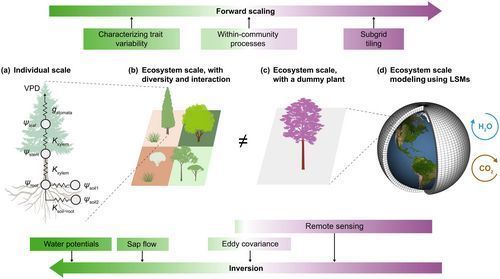 NewPhyt's tweet photo. #TansleyInsight: Scaling plant hydraulic traits to predict ecosystem fluxes under drought

@yanlan_liu
👇

📖 https://t.co/o2vAchwubb

#LatestIssue https://t.co/mTi4cThXys