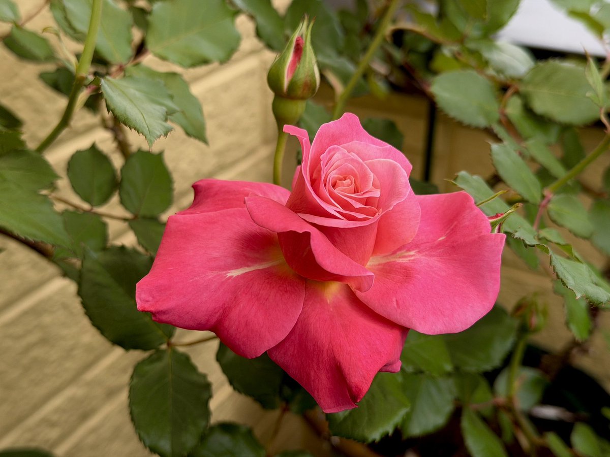 あげは tweet media