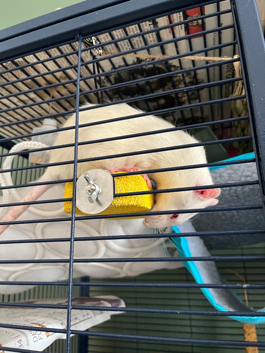 nornal sraha tweet media