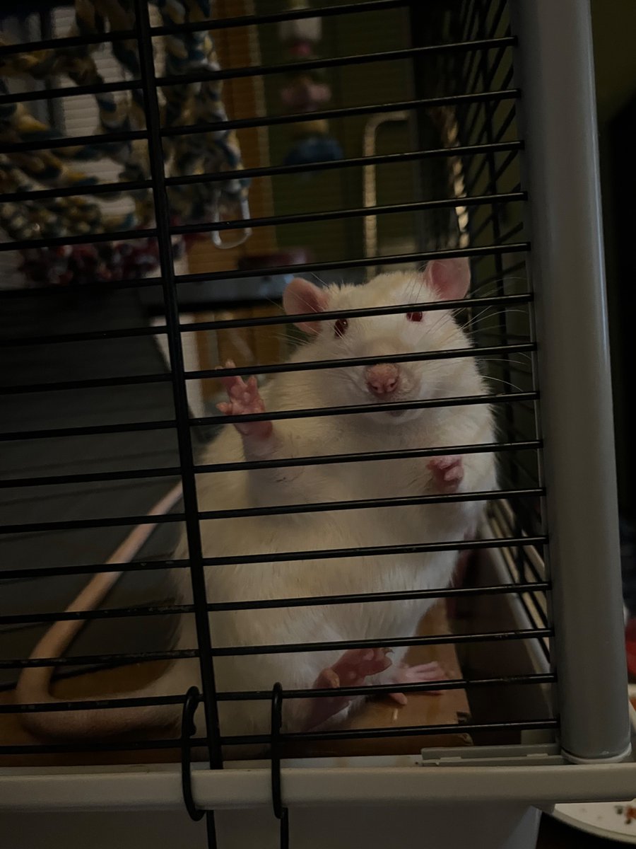 nornal sraha tweet media