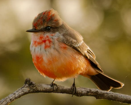 Venkat Ramakrishnan tweet media