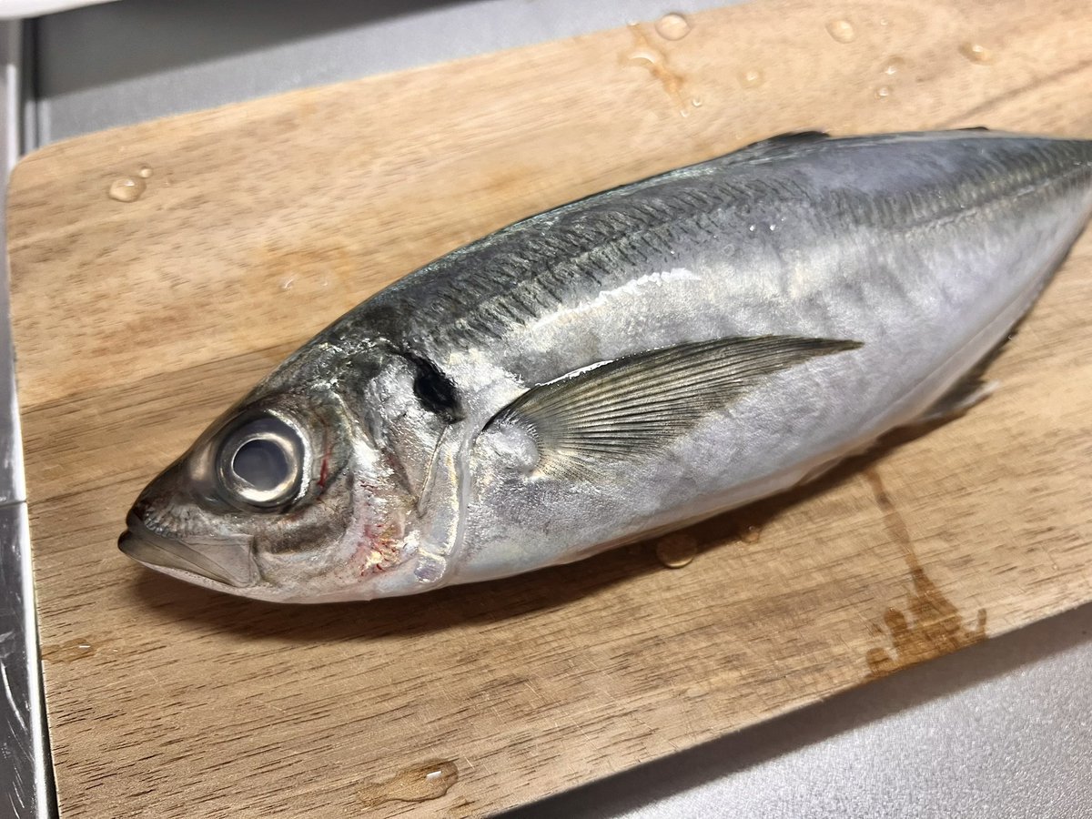 ますとび/ ファーニャー tweet media