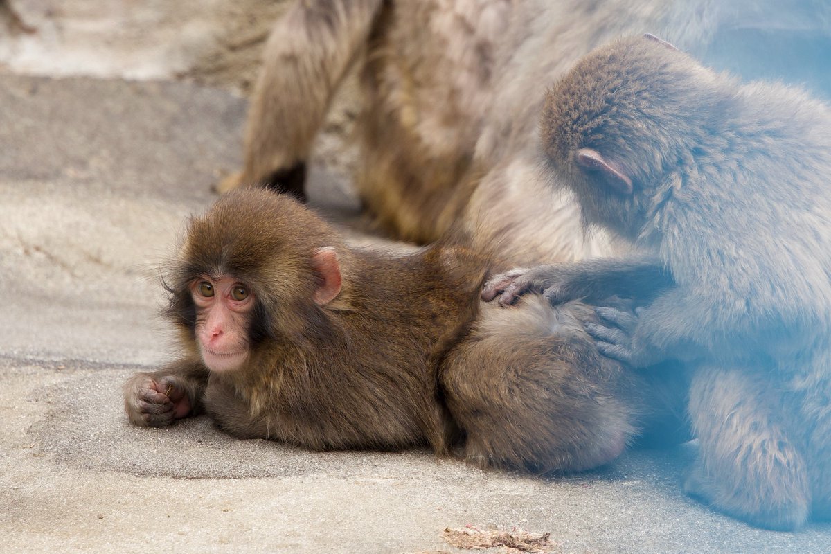 ぱんち🐒🪽 tweet media