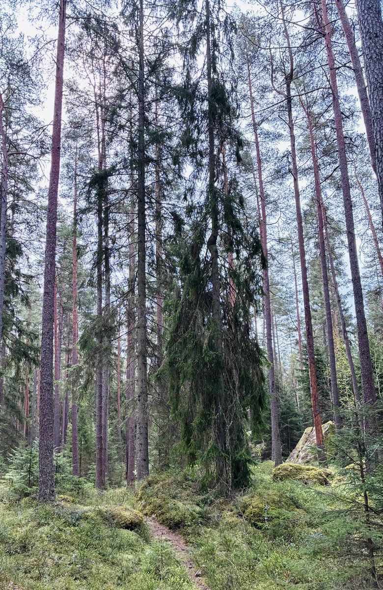 myola1's tweet photo. Skogen🌲. Springa ifrån vår galna värld en stund 🙌🏻✨ #trailrinning #löparvad #löpning https://t.co/bzJ2VC01CS