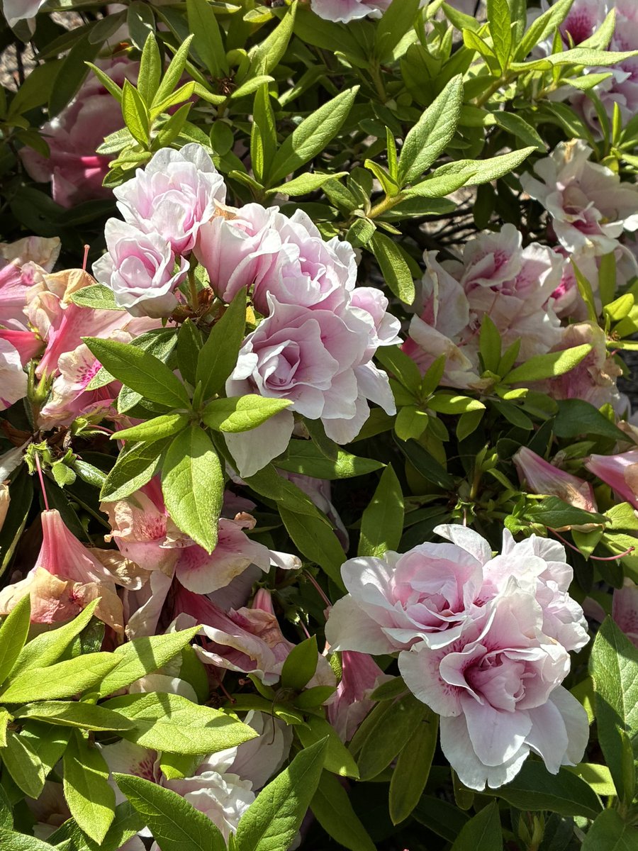 らっしー@趣味専用 tweet media