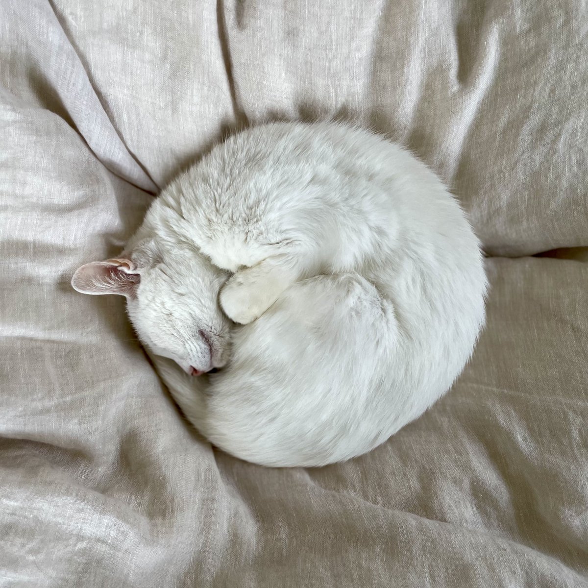 おたまさん tweet media