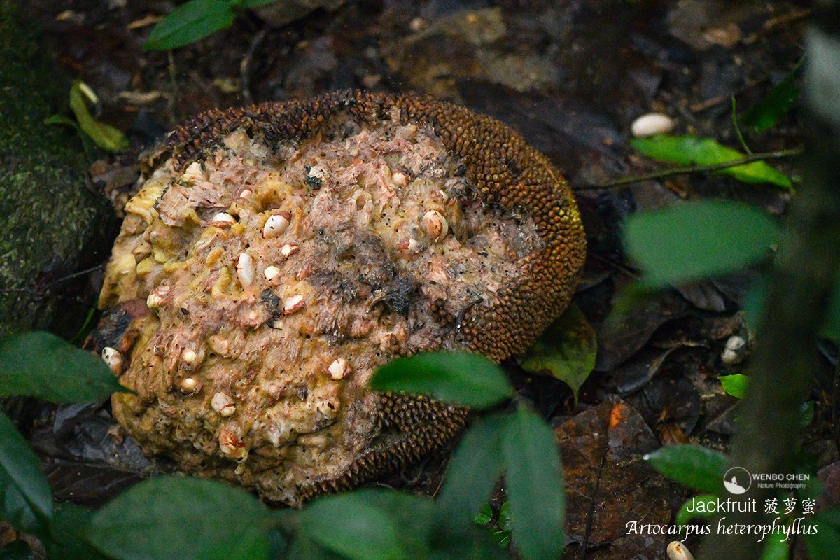 Wenbo Chen tweet media