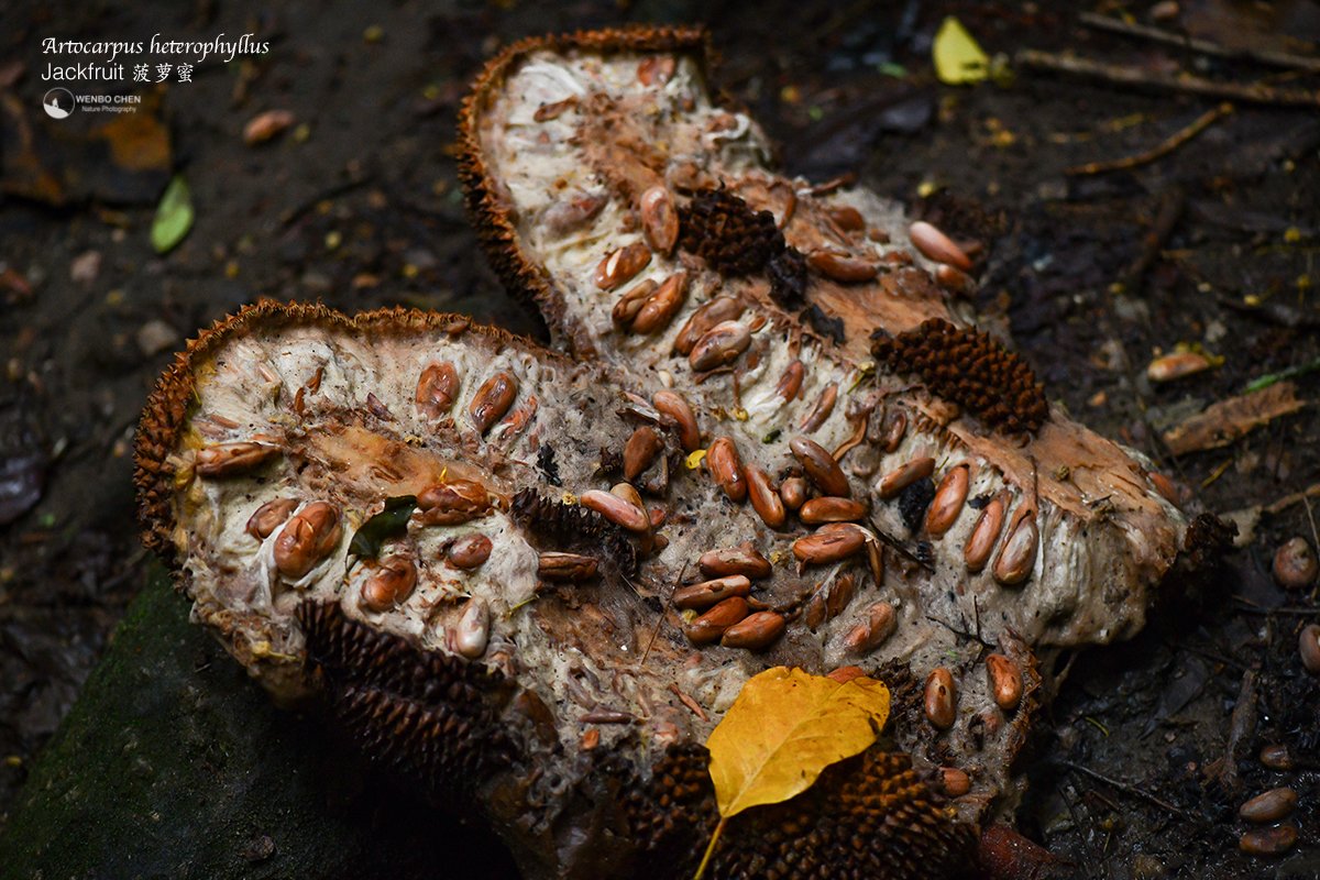 Wenbo Chen tweet media