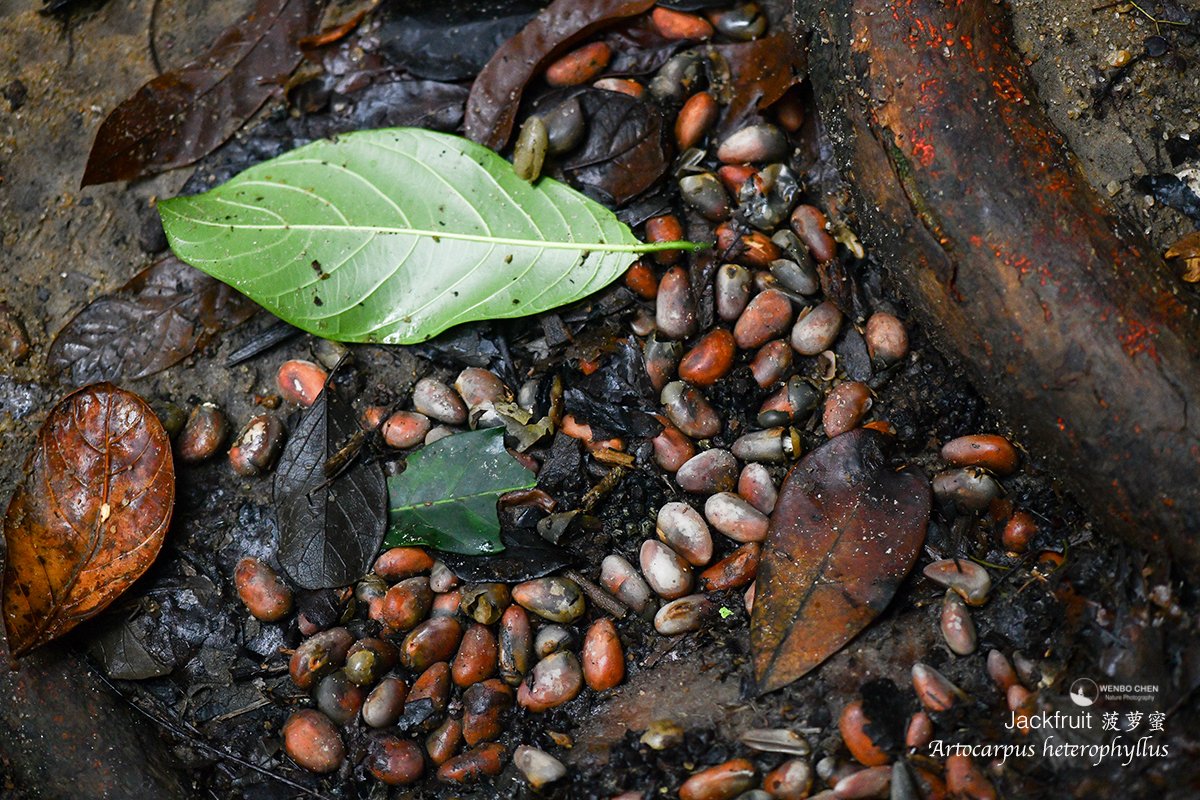 Wenbo Chen tweet media