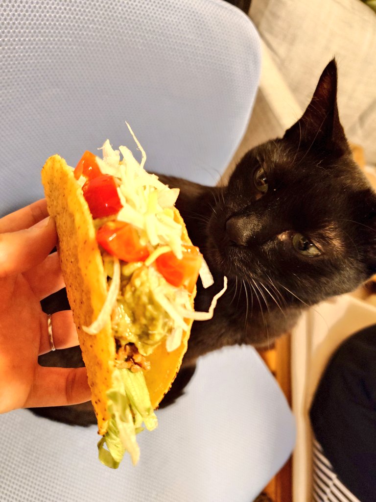 NoRi/ImpCats@GVB tweet media