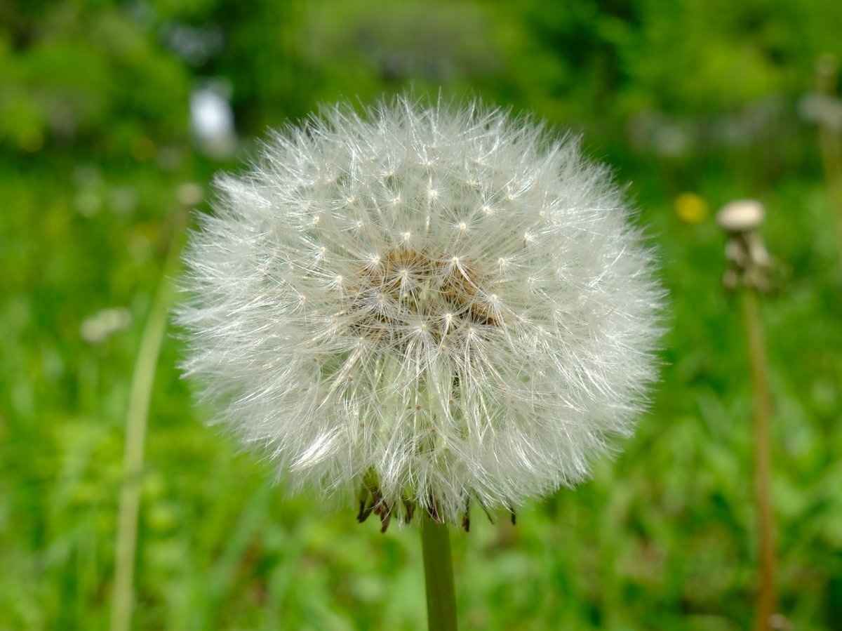 ぷくぷくタッケー tweet media