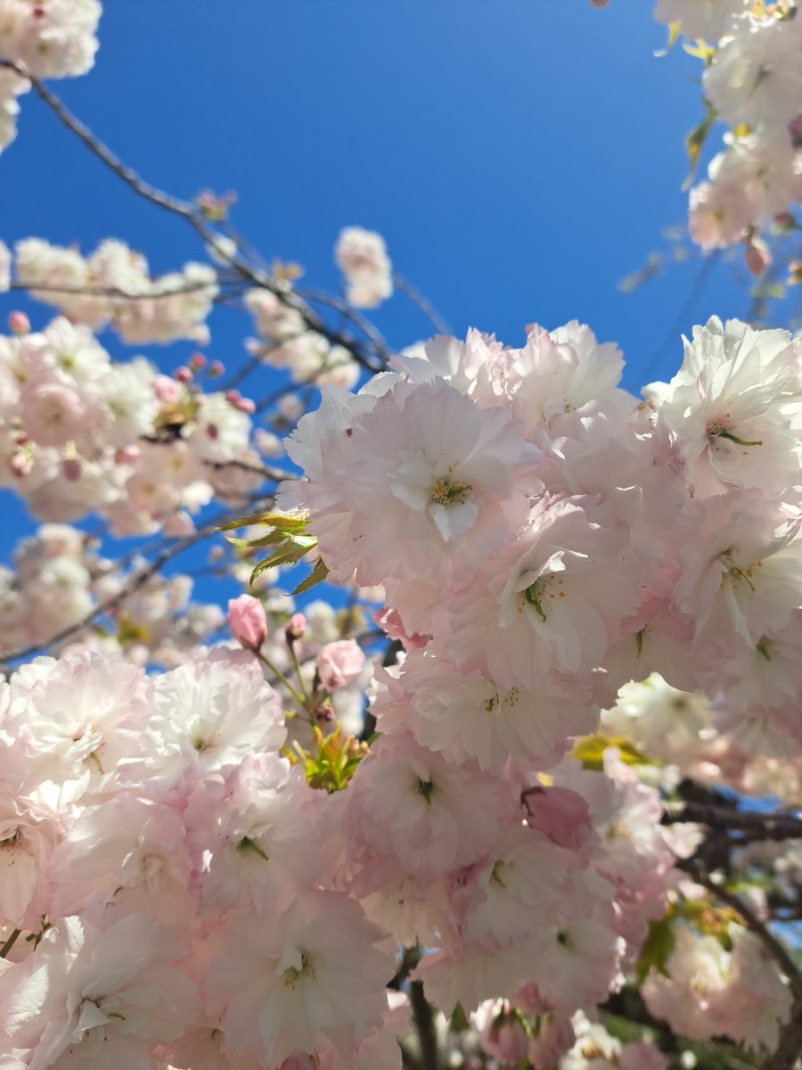YPekoro's tweet photo. 今日は庭でBBQしたー！
我が家の八重桜、綺麗に咲いてるー🌸✨ https://t.co/z43C0XPmWq
