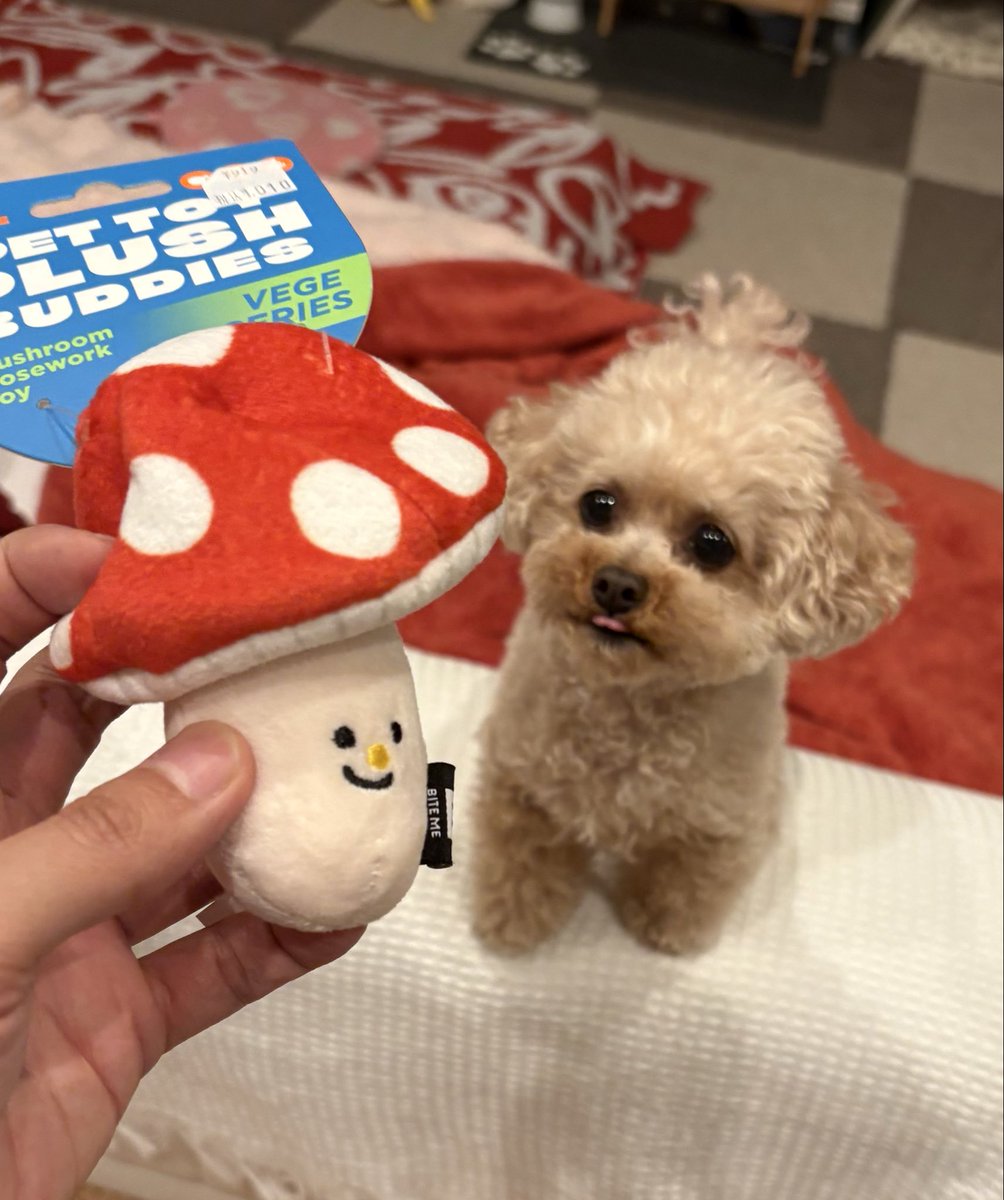 chocoperoro's tweet image. いつぞやのアップし忘れ📷
新しいおもちゃにはいつも興味津々🐶
だいたい３日くらいであきます😅

#犬のいる暮らし 
#いぬすたぐらむ 
#doglife 
#poodle 
#おもちゃ