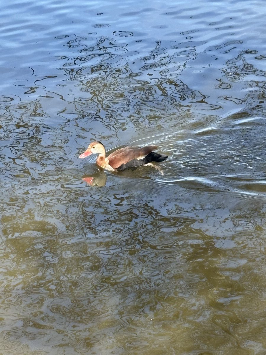 MarcusHigginbo3's tweet photo. @CheshireWT Black Bellied Whistling Duck at Redesmere @RareBirdAlertUK https://t.co/DrA72c07nB
