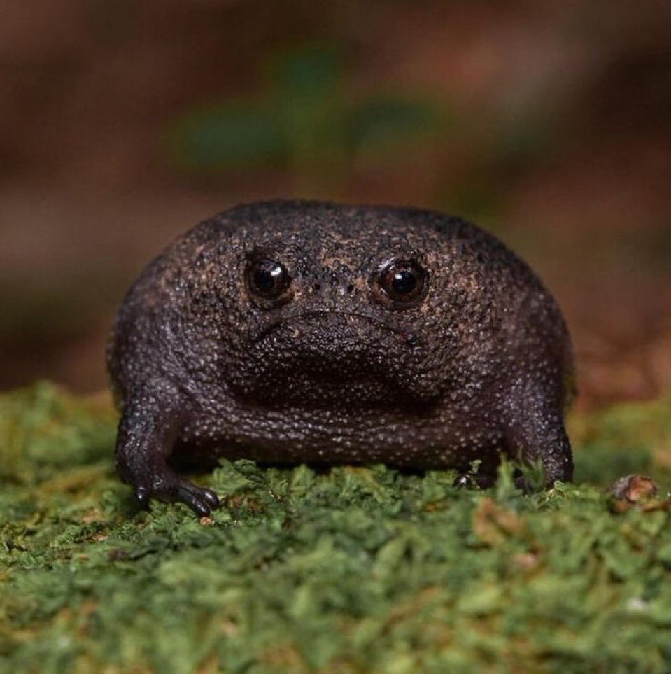 بيلي 🇺🇸 tweet media