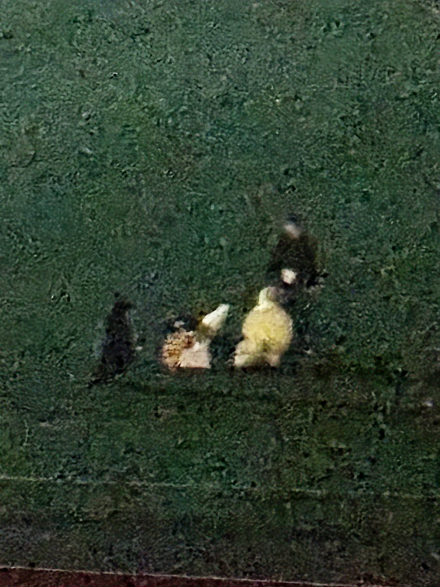 ガミティ防衛隊ε(`•⊖•´)з tweet media