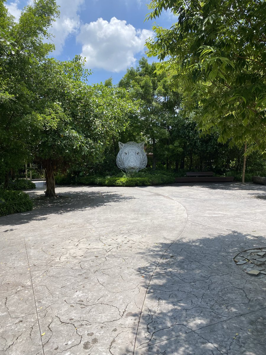 BvB_Megge's tweet image. “Eye of the Tiger” by Survivor 🎶 popped instantly into my head when walking to the entrance of the Rainforest Wild Asia - Trail this morning. 

Must listen to it on the drive home.

Great outing- and yes, we saw the real tigers too. 😬

#Singapore #RainforestWildASIA
#Survivor