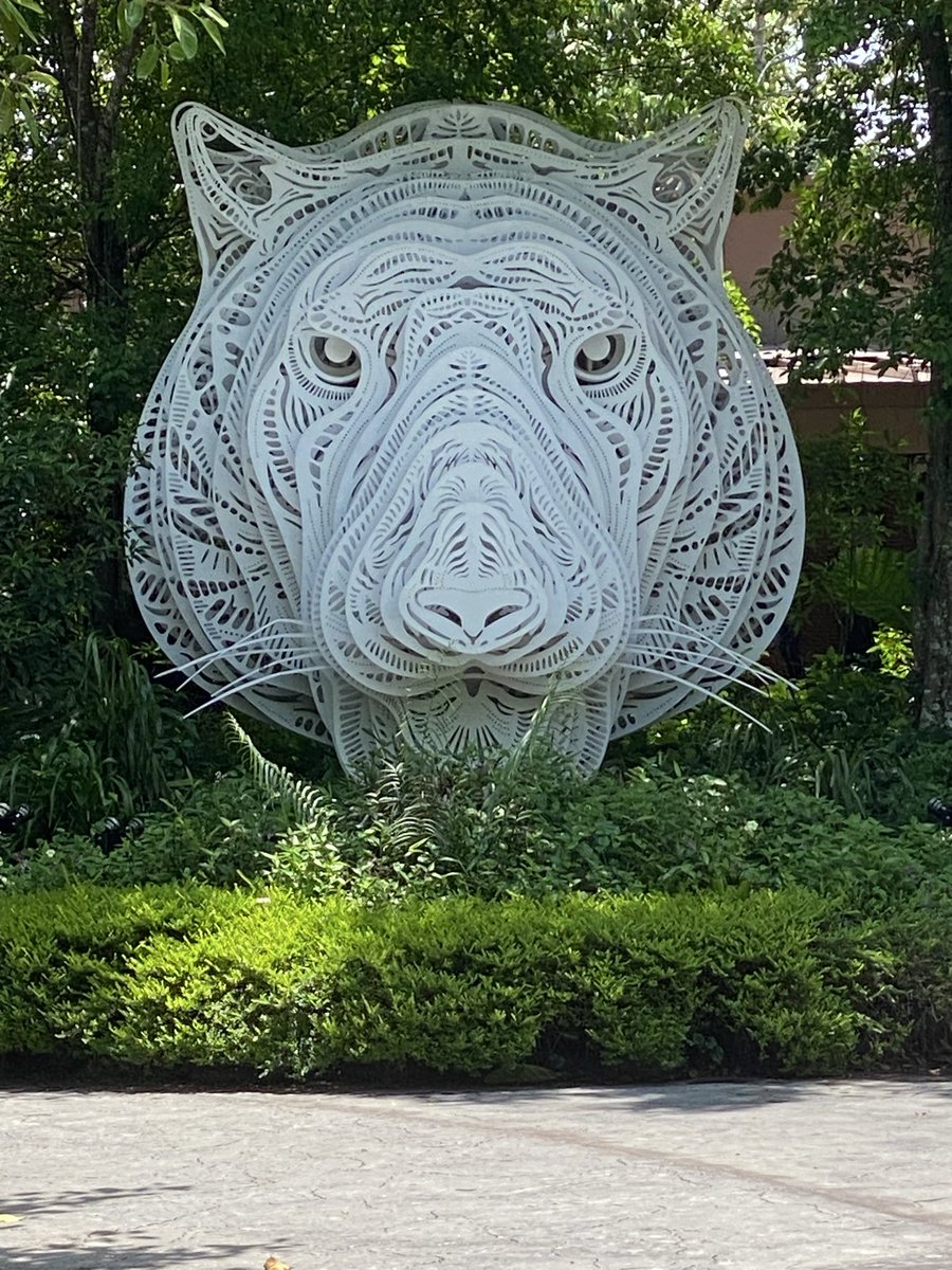BvB_Megge's tweet image. “Eye of the Tiger” by Survivor 🎶 popped instantly into my head when walking to the entrance of the Rainforest Wild Asia - Trail this morning. 

Must listen to it on the drive home.

Great outing- and yes, we saw the real tigers too. 😬

#Singapore #RainforestWildASIA
#Survivor