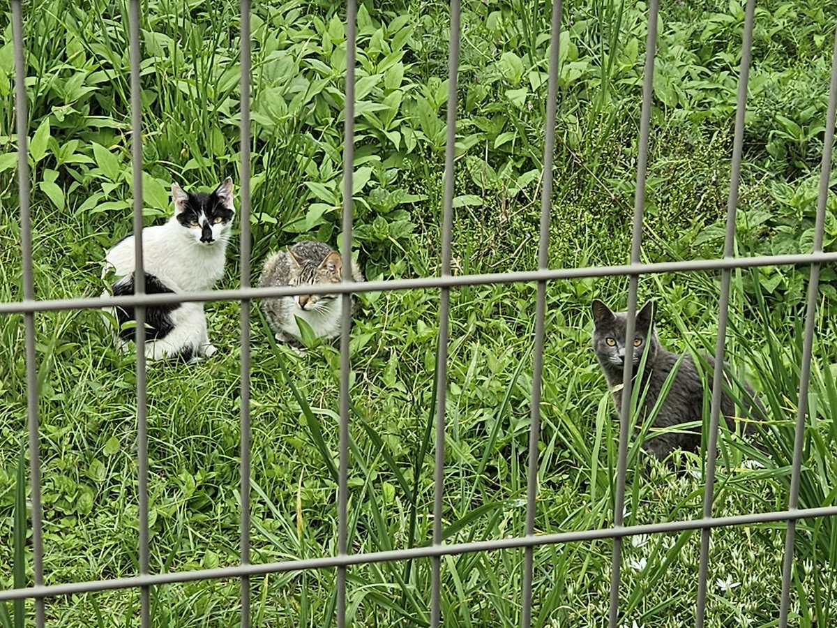 buta_2sei's tweet photo. 最近暖かくなってきたからか駐車場の横に猫が良く集まってる
そして俺が出発するまでガン飛ばされる https://t.co/GeG0ryYhym