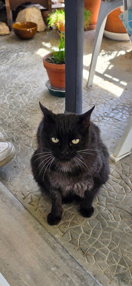shadows le mimi 🐈‍⬛ tweet media