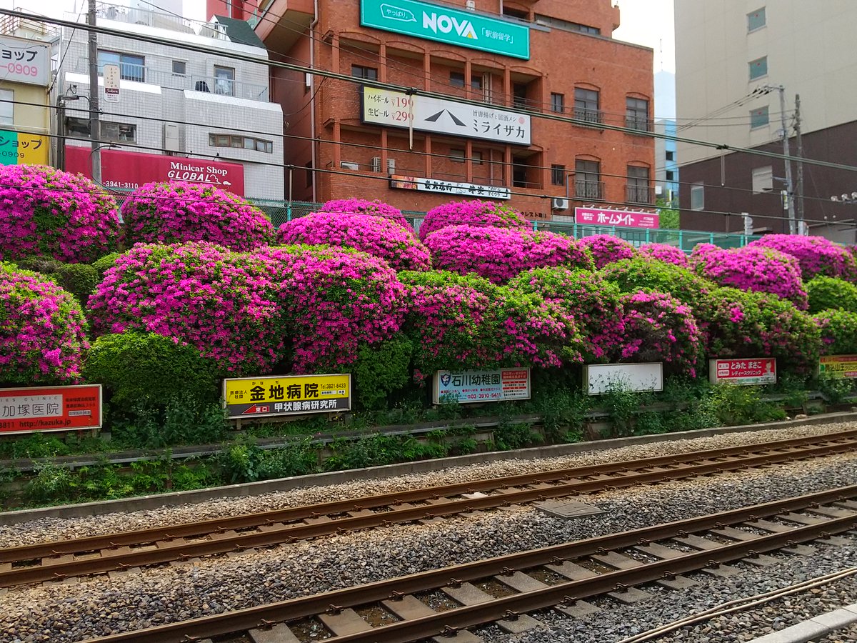駒込駅のツツジ。今週一週間、目を楽しませていただきました。