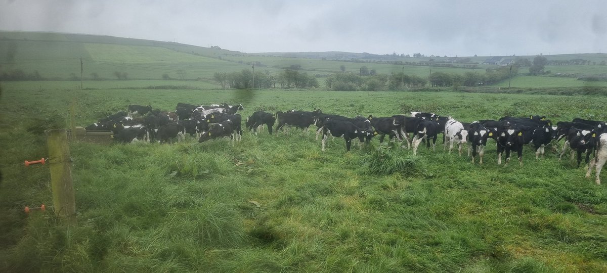 kves80's tweet photo. Calves 26 out https://t.co/00Ibk3ENiX