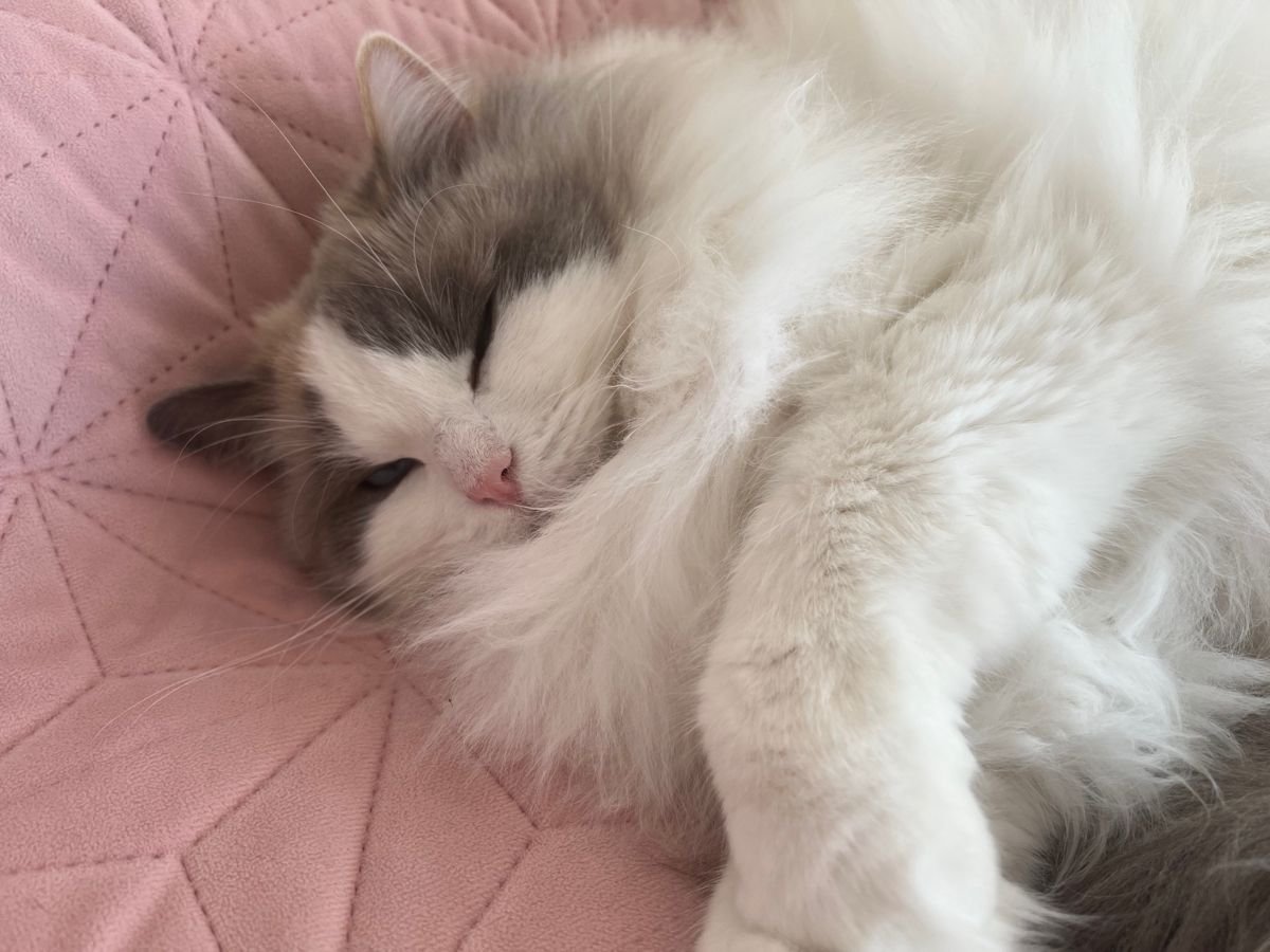 sheila 🌸 tweet media