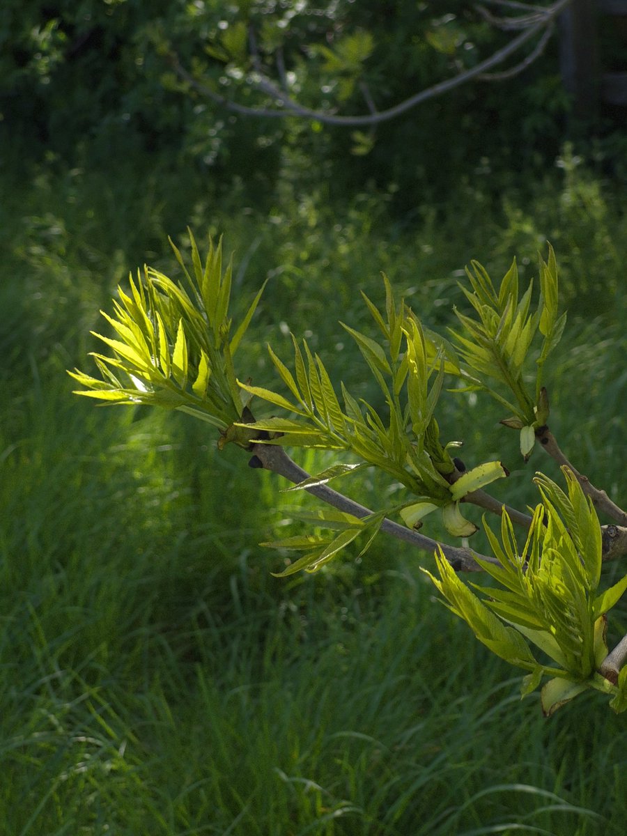 eva_joy1's tweet image. Today, we are putting a spotlight on the colour GREEN.
 
Share away, my friends!  

#Green #nature #wildlife #photographychallenge