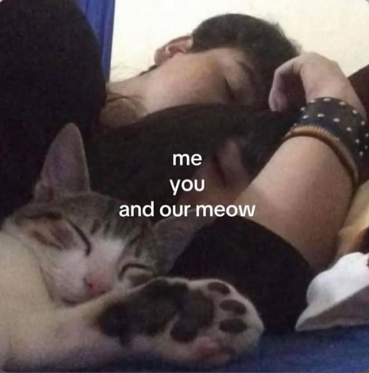 daily cats ♡ tweet media