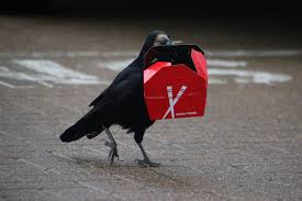 crow tweet media