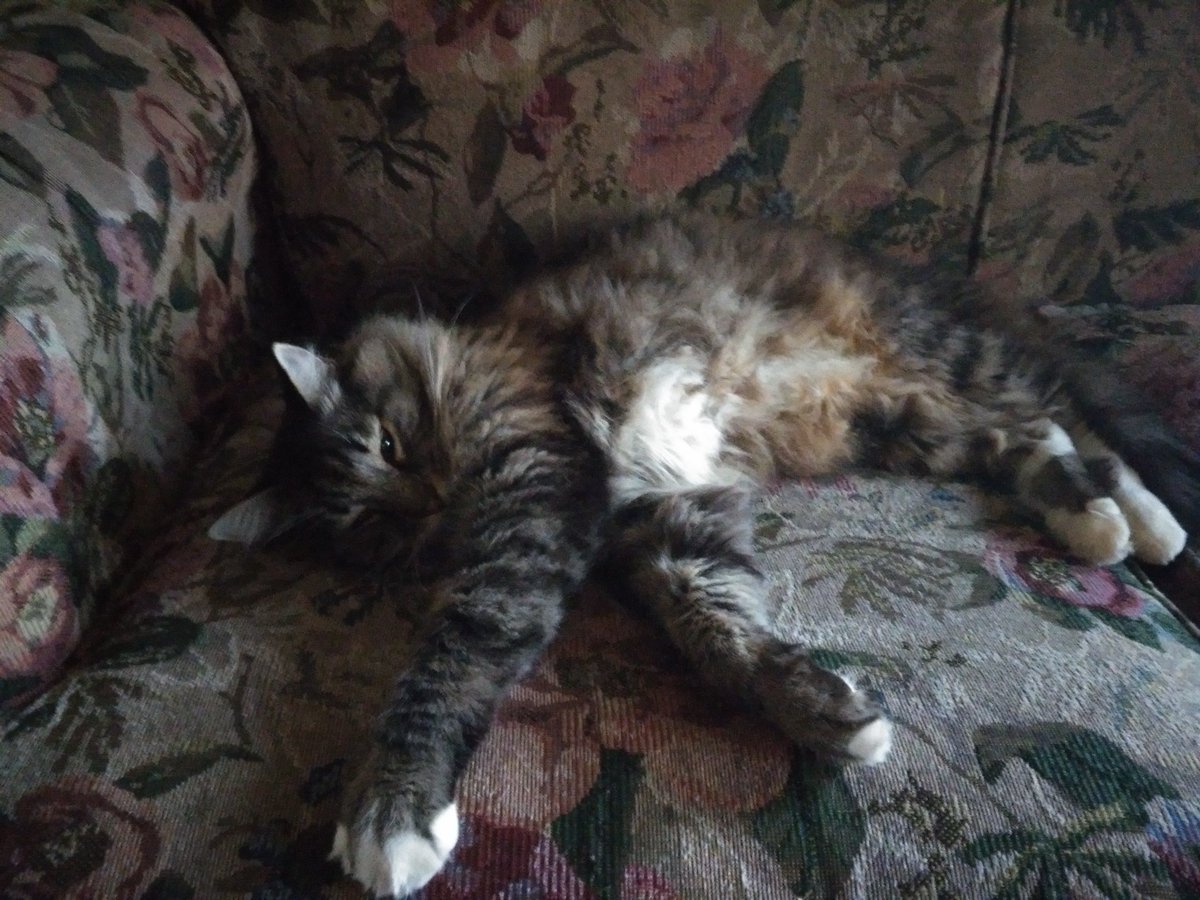 PoopOnCanvas's tweet photo. My late cat Adonis

https://t.co/mzSnQM8vw9 https://t.co/mYyRLwwU1p