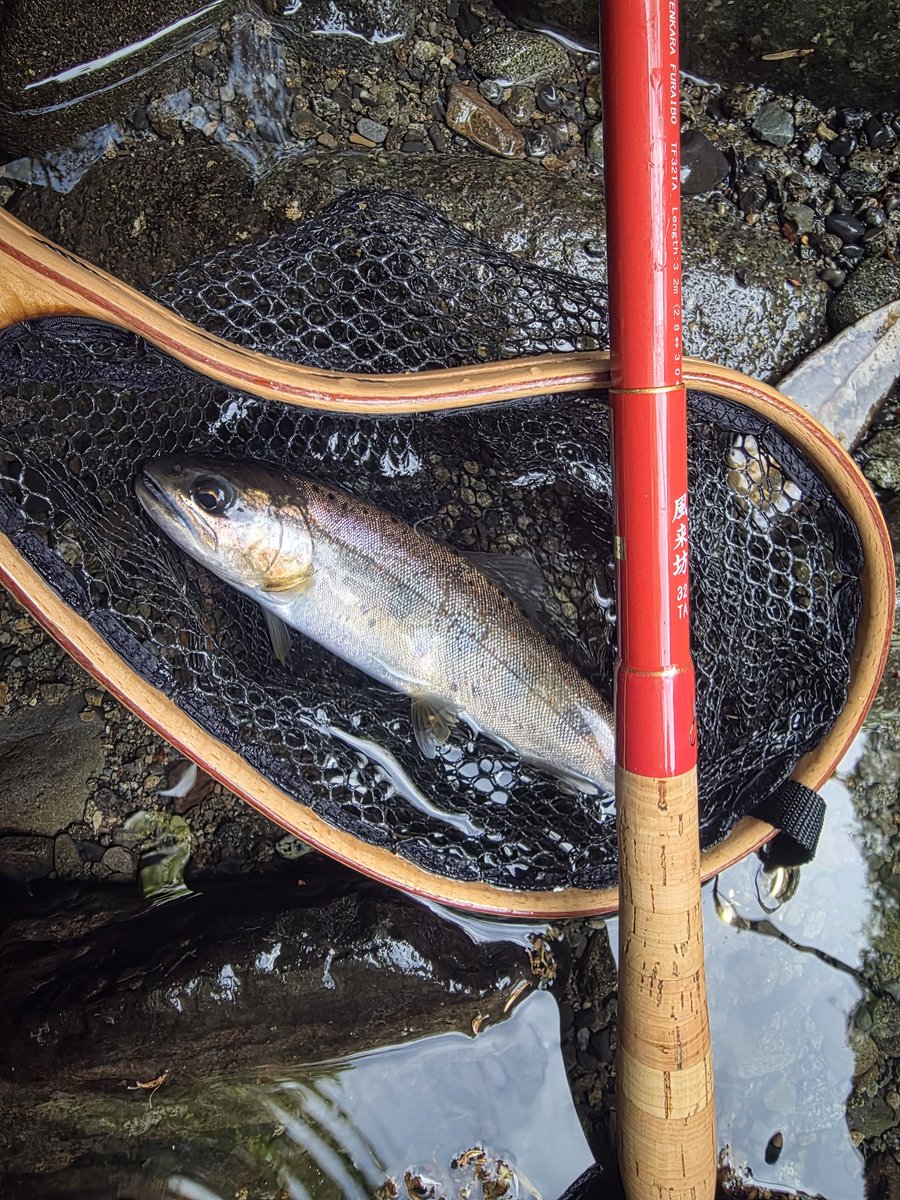 Yone29993052's tweet photo. テンカラ始めました。
昼からの入渓ですが小型含めるとかなり釣れました。虫も多量に飛んでおり、テンカラシーズンですね。
#渓流釣り　#天龍　#風来坊 https://t.co/22CJBXRRnS