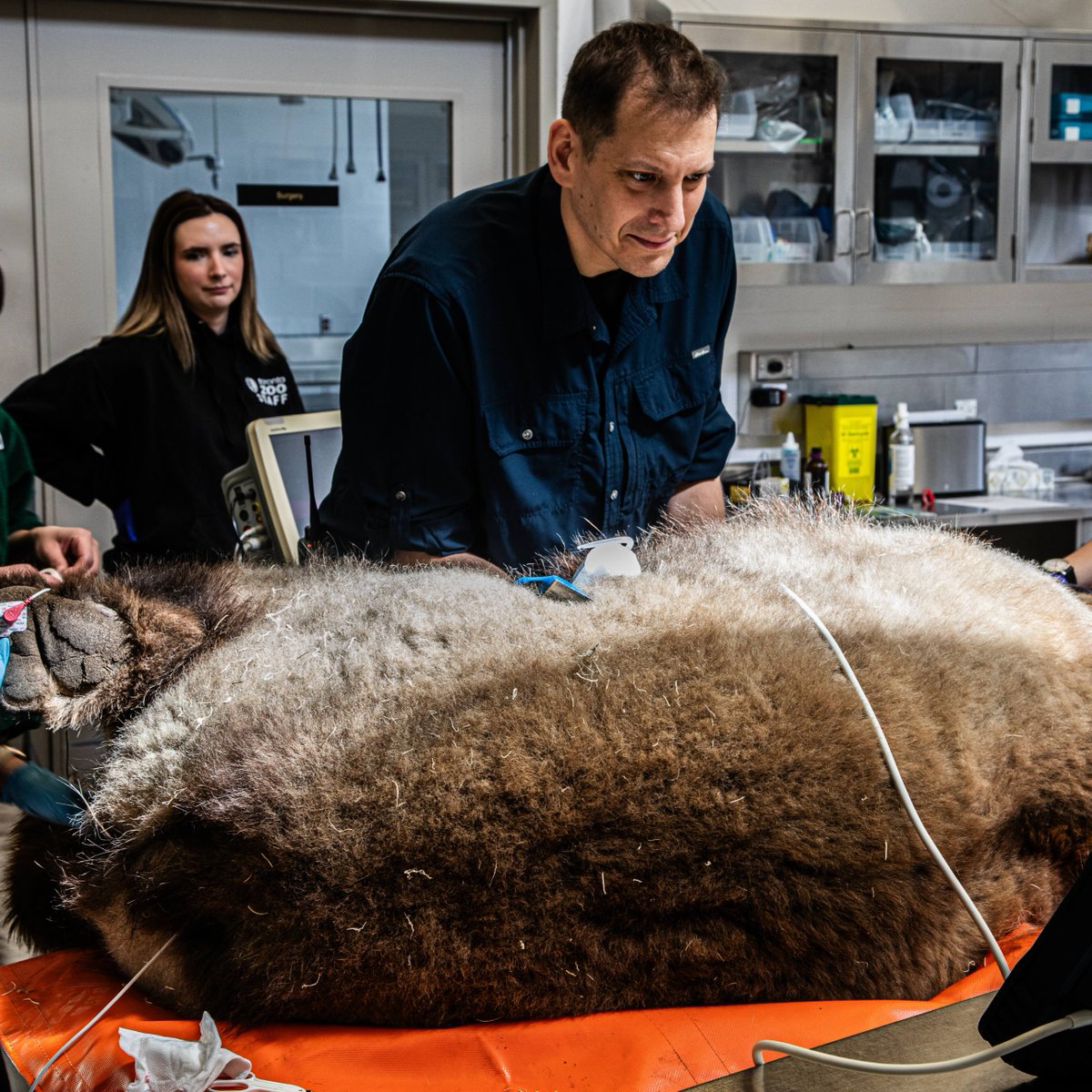 TheTorontoZoo's tweet photo. Today, we’re proud to celebrate #WorldVeterinaryDay and highlight a vital, and often unseen, role that veterinarians play in our world as Guardians of Well-being 🏥

Read more about our commitment to the One Health approach ⬇️
https://t.co/81VCqjwu9o https://t.co/9ocZqlnn8D