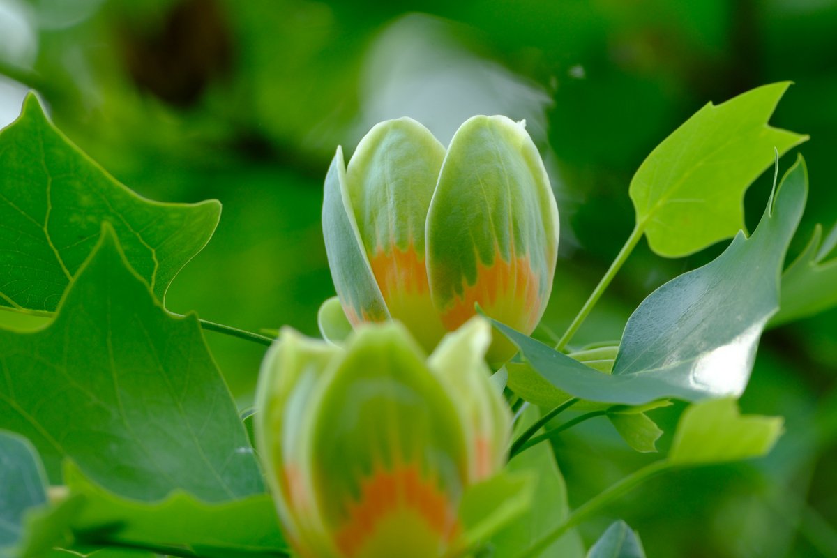 ぷくぷくタッケー tweet media