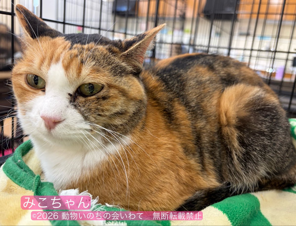 本日のご参加ご協力に心から感謝いたします
お陰様で1匹の猫が新しいご家族に出会う事が出来ました🐈

明日も11時～15時迄いわて生協コープ花巻あうる店様組合員ルームにて譲渡会を開催致します

マスク必須・手指消毒・体温測定にご協力下さい
続く→

#保護猫 #譲渡会 #花巻 #保護猫譲渡会
