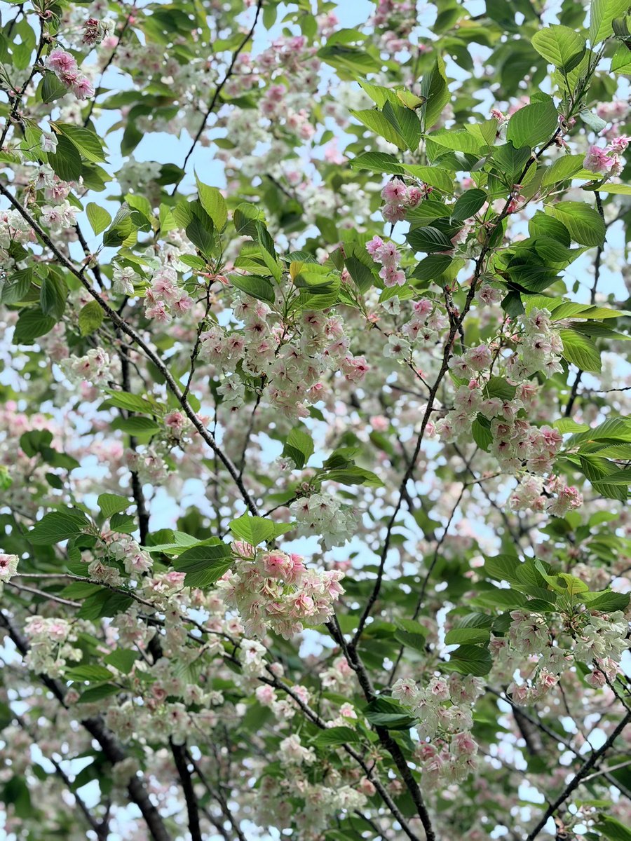 MickeyP(pechonyan) tweet media