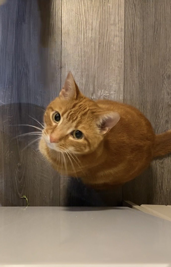 寝転びネッ子🇨🇦🐈🐈‍⬛🐈 tweet media