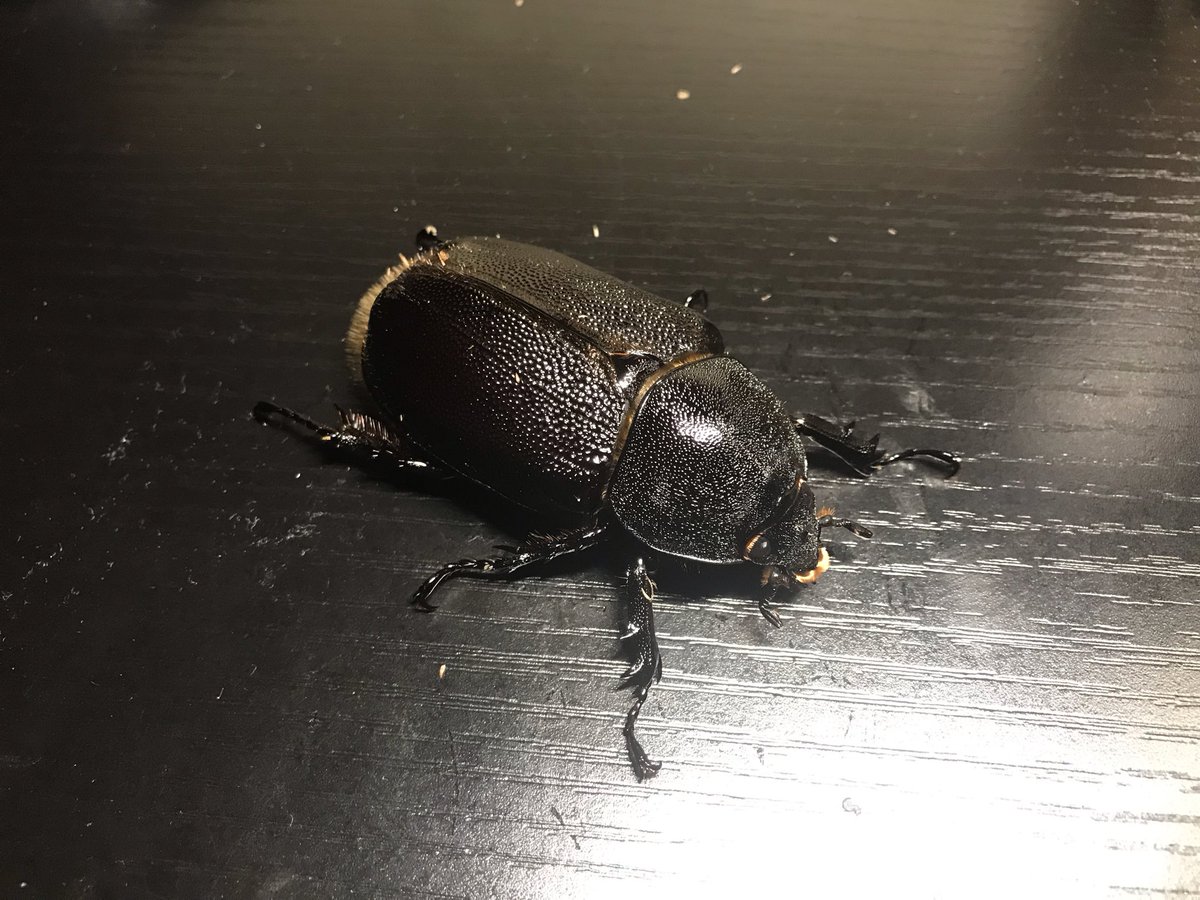 official_insect's tweet image. 即売会戦利品①

@Tanuql さんより

ネプチューンオオカブト

#Dreamchaser
#クワガタ