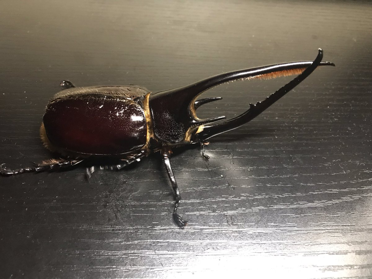 official_insect's tweet image. 即売会戦利品①

@Tanuql さんより

ネプチューンオオカブト

#Dreamchaser
#クワガタ