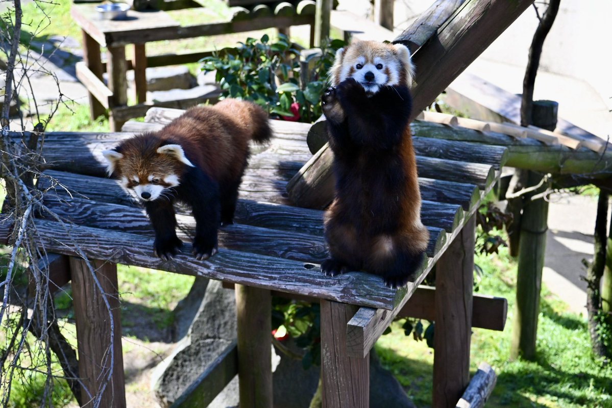 ちょくちゃん tweet media